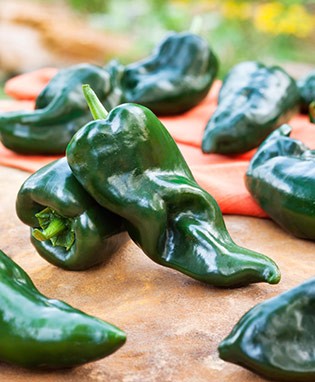 Poblano Hot Pepper
